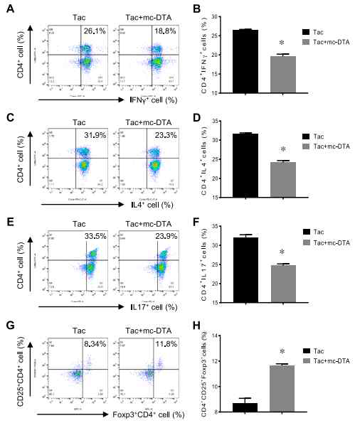 Combined effect of MC encoding DTA and Tac on proinflammatory T cells and Treg cells. Lymphocytes were harvested from the spleens of mice at d 5 after the injection of Tac, mc-DTA, or both. Isolated lymphocytes were stimulated for 4 h ex vivo with phorbol myristate acetate and ionomycin in the presence of GolgiStop before being fixed, stained, and permeabilized. After surface staining with anti-CD4, the number of lymphocytes expressing IFN-g, IL-4, or IL-17 was measured by flow cytometry. For the detection of Treg cells, the number of lymphocytes expressing Foxp3 was measured by flow cytometry after surface staining with anti-CD4 and anti-CD25. Flow cytometry histograms and graphs of CD4+IFN-g+ cells (A, B), CD4+IL-4+ cells (C, D), CD4+IL-17+ cells (E, F), and CD4+CD25+Foxp3+ cells (G, H). Note that the administration of Tac+mc-DTA significantly reduced the number of CD4+lymphocytes expressing IFN-g, IL-4, or IL-17 and increased the number of CD4+CD25+Foxp3+ lymphocytes compared with those in the other groups. APC, allophycocyanin; Comp, compensation; Cy7, cyanine 7; FITC, fluorescein isothiocyanate; PE, phycoerythrin. Values are means 6 SE. All results are representative of ≥3 independent experiments. *P〈 0.05 vs. other groups