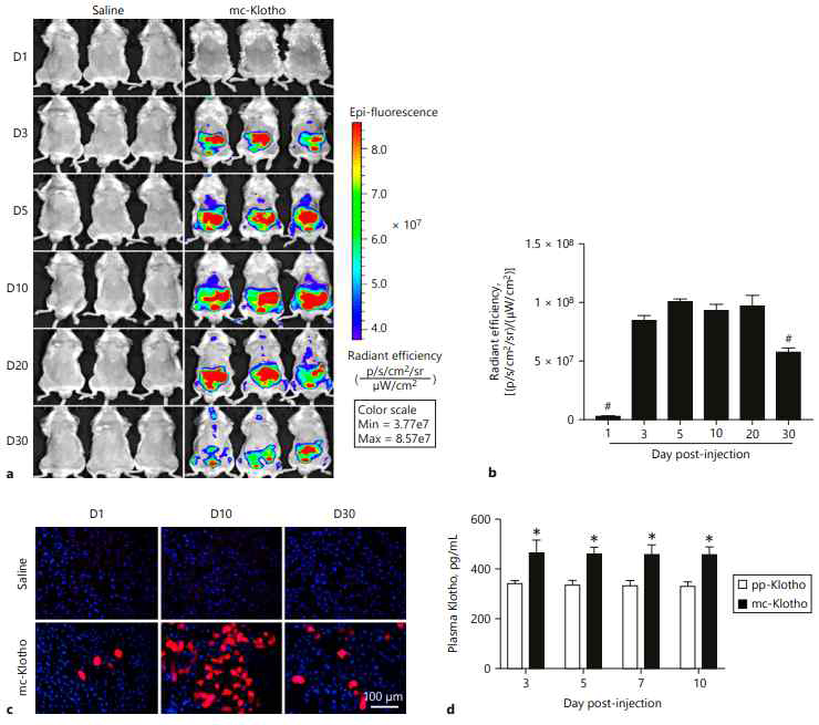 Detection of Klotho protein derived from MCs in vivo. Normal mice were treated with saline or mc-Klotho by tail vein injection using hydrodynamic method. a Representative pictures of mice, each day after injection of saline or mc- Klotho, using in vivo imaging system. RFP signal was mainly seen in the upper part of the body. b Histogram representing the quantification of RFP expression, each day post-injection, as an average of 3 mice per group. c RFP expression in the mouse liver tissues on day 1, 10, and 30. d The plasma level of Klotho by ELISA, indicated days after injection of either pp-Klotho or mc- Klotho. All results are representative of at least 3 independent experiments. Saline-treated group was used as a negative control. # p < 0.05 vs. the other group. * p < 0.05 vs. corresponding pp-Klotho. Scale bar = 100 μm. pp, parental plasmid DNA; MC, minicircle plasmid DNA