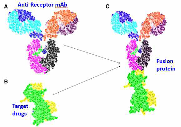 내인성 BBB transferin receptor에 대한 항체에 타겟물질인 BDNF를 fusion하여 합성하는 모식도 (BioDrugs, 2019,31:503-519)