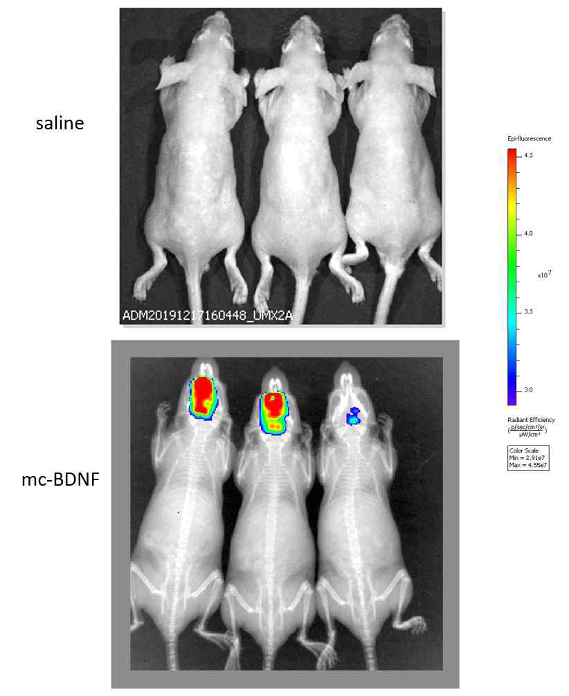 BBB를 투과하는 anti-TfRMAb-BDNF를 발현하는 미니서클 투여군에서 reporter gene (RFP)가 brain parenchyma에서 발현하는 모습