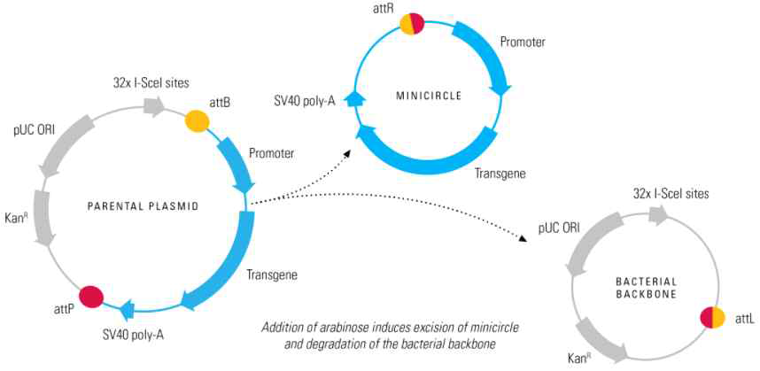 미니서클 DNA 제작 과정