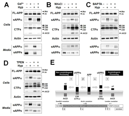 Gd3+, NH4Cl, BAPTA-AM, TPEN 처리 시 대조군과 hyperforin 군에서의 APP processing 변화 측정 및 APP processing에 관한 모식도. HEK293 APPsw stable cell 및 media에서 APP processing의 변화를 western blot을 통해 분석하였음. (A-D) 각각 저해제들과 hyperforin 처리 후, FL-APP(full length APP; A8717 antibody), sAPP α(soluble APPα; 2B3 antibody), CTFs(C-terminal fragments; Y188 antibody), sAPPs(total soluble APPs; 22C11 antibody)에 대한 분석을 보여주고 있음. (E) APP processing pathway에 관한 모식도