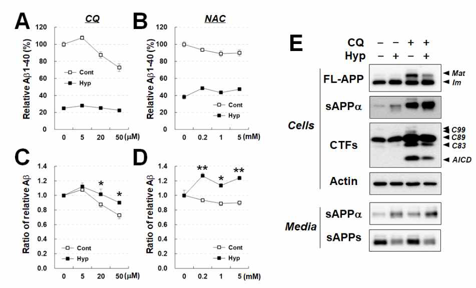 CQ 및 NAC 처리 시 대조군과 hyperforin 군에서의 베타 아밀로이드 분비량의 변화 측정 및 APP processing 분석. HEK293 APPsw stable cells의 media에서 베타 아밀로이드 1-40을 sandwich ELISA를 통하여 측정하였음. (A,B) CQ(A) 및 NAC(B) 처리 후의 media에서의 베타 아밀로이드 양의 상대비교(대조군에 저해제를 처리하지 않은 군에 대한 상대량). (C,D) CQ(C) 및 NAC(D) 처리 후의대조군 및 hyperforin 처리군 각각의 저해제를 처리하지 않은 군에 대한 상대량의 비교 그래프. (E) CQ 처리 후 APP processing의 변화를 western blot을 통하여 분석