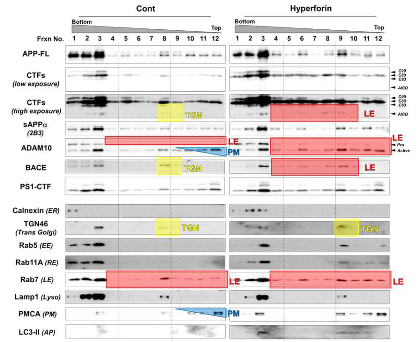 (다음 페이지). Control 및 hyperforin 처리군에서의 관련 단백질들의 iodixanol grandient centrifugation을 통한 intracellular trafficking의 분석. HEK293 APPsw stable cells의 discontinuous isodixanol gradient ultracentrifugation을 통한 fraction에서의 immunoblot. APP processing(APP-FL, CTF, sAPPalpha)과 secretase(ADAM10, BACE, PS1-CTF), organelle marker(calnexin, TGN46, Rab5, rab7, rab11, lamp1, PMCA)의 immunoblot을 수행(EE, early endosome; RE, recycling endosome; LE, late endosome; PM, plasma membrane; AP, autophagosome)