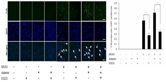 Representative photos of Fluoro-Jade B and DAPI staining in the cerebral cortex of vehicle + sham, catechin + sham, vehicle + middle cerebral artery occlusion (MCAO), catechin + MCAO, diabetes + vehicle + MCAO, and diabetes + catechin + MCAO animals. Data (n=4) are represented as the mean ± S.E.M. * p < 0.05