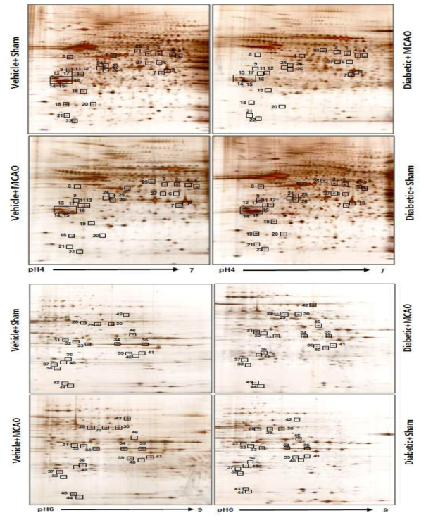 Two-dimensional SDS-PAGE analysis of proteins from brain tissue induced MCAO in vehicle + sham, vehicle + MCAO (middle cerebral artery occlusion), diabetic + sham, and diabetic + MCAO groups. Squares indicate the protein spots that were differentially expressed between vehicle + MCAO and diabetic + MCAO groups