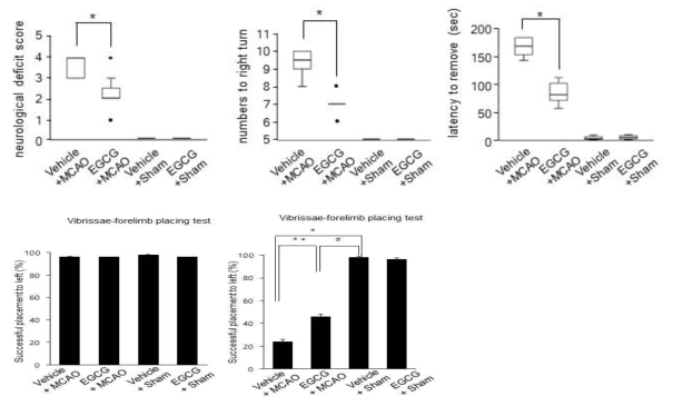 Neurological deficit score, corner test, and adhesive-removal test in vehicle + middle cerebral artery occlusion (MCAO), epigallocatechin gallate (EGCG) + MCAO, vehicle + sham, and EGCG + sham animals. EGCG improved neurological deficit and biased right turning behavior in ischemic brain damage. Data are graphed as median value (bold black line), upper and lower quartiles (box boundaries), highest and lowest values (whiskers), and black dot (outlier). Mann-Whitney test. Data (n=4) of d and e are shown as the mean ± S.D. # p < 0.001, two-way ANOVA followed by Scheffe’s test