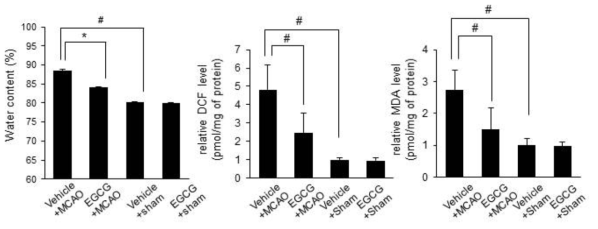 Water content, reactive oxygen species, and lipid peroxidation analyses in vehicle + middle cerebral artery occlusion (MCAO), epigallocatechin gallate (EGCG) + MCAO, vehicle + sham, and EGCG + sham animals. EGCG alleviated the increases in DCF and MDA in ischemic-damaged cerebral cortex. Data (n=4) of d and e are shown as the mean ± S.D. # p < 0.001, two-way ANOVA followed by Scheffe’s test