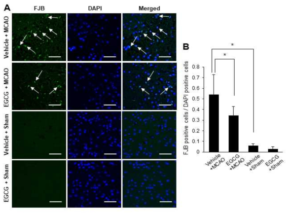 Representative images of Fluoro-Jade B (FJB, green) and DAPI (nuclei marker, blue) staining in the cerebral cortex of vehicle + middle cerebral artery occlusion (MCAO), epigallocatechin gallate (EGCG) + MCAO, vehicle + sham, and EGCG + sham animals. FJB-positive cells were increased in the cerebral cortex with ischemic damage. EGCG alleviated these increases (a, b). Arrows indicate FJB-positive cells. Scale bar: 100 μm. Data (n=4) are shown as the mean ± S.D. * p <0.001, two-way ANOVA followed by Scheffe’s test