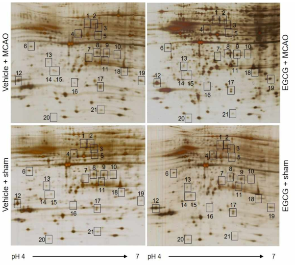 Silver stained gel image of two-dimensional sodium dodecyl sulfate polyacrylamide gel electrophoresis analysis in the cerebral cortex from vehicle + sham, epigallocatechin gallate (EGCG) + sham, vehicle + middle cerebral artery occlusion (MCAO), and EGCG + MCAO animals (n=5 per group). Isoelectric focusing was performed at pH 4-7 IPG strips and electrophoresed on 7.5-17.5% gradient SDS gels. Each square indicates the significantly changed protein spots between vehicle + MCAO and EGCG + MCAO animals