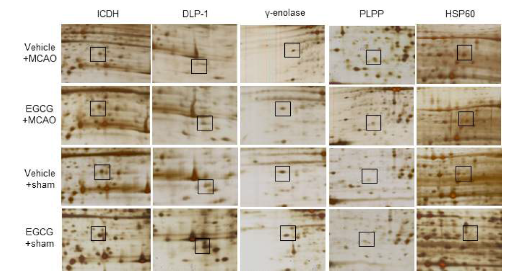 Magnified protein spots of isocitrate dehydrogenase (ICDH), dynamin-like protein 1 (DLP-1), γ-enolase, pyridoxal-5