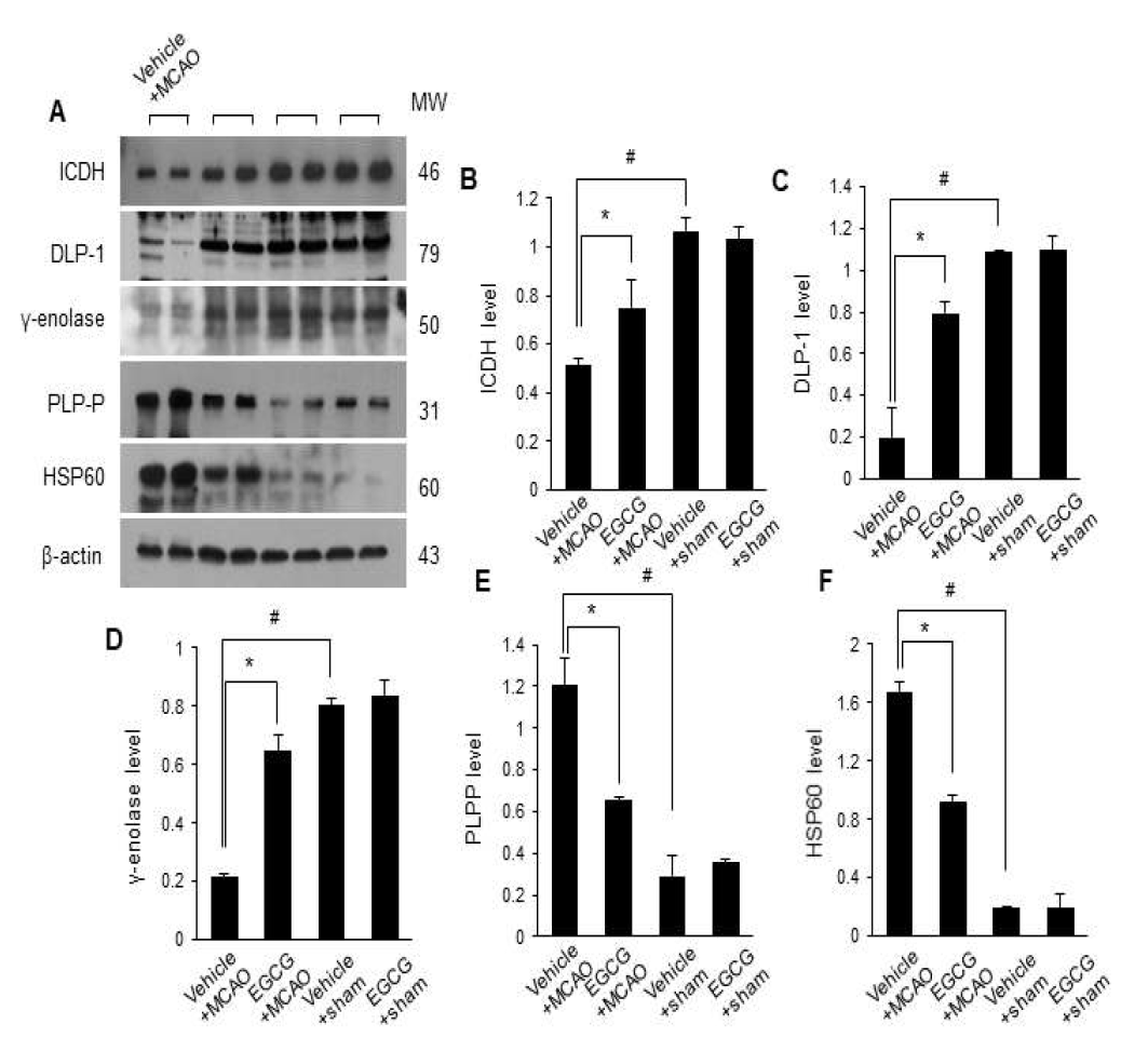 Western blot analysis of isocitrate dehydrogenase (ICDH), dynamin-like protein 1 (DLP-1), γ-enolase, pyridoxal-5