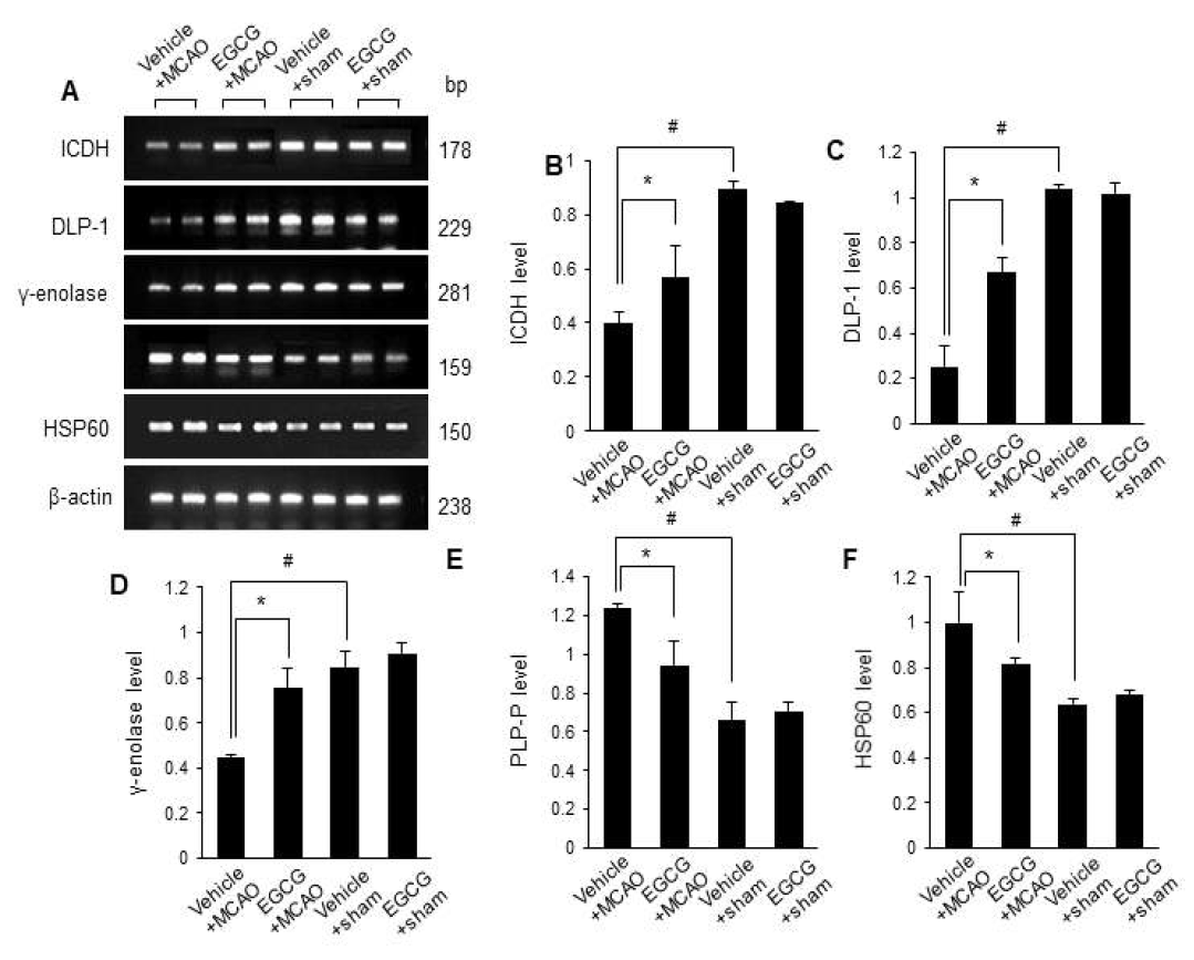 Reverse transcription-PCR (RT-PCR) of isocitrate dehydrogenase (ICDH), dynamin-like protein 1 (DLP-1), γ-enolase, pyridoxal-5