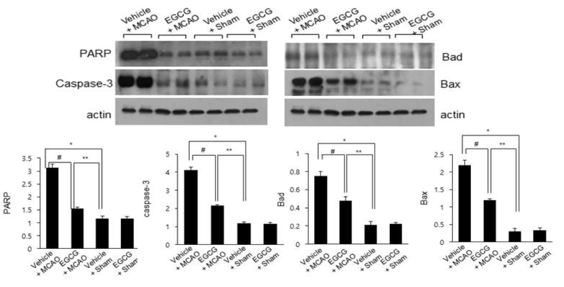 Western blot analysis of poly ADP-ribose polymerase (PARP), caspase-3, bad, and bax proteins in vehicle + sham, epigallocatechin gallate (EGCG) + sham, vehicle + middle cerebral artery occlusion (MCAO), and EGCG + MCAO animals. EGCG prevents MCAO-induced increases of caspase-3, PARP, bad, and bax expressions. Densitometric analysis is represented as a ratio of caspase-3 and PARP staining intensity to actin intensity. Data (n=4) are shown as mean ± S.E.M. * p < 0.01, ** p < 0.05 vs. vehicle + sham animals, # p < 0.05 vs. vehicle + MCAO animals