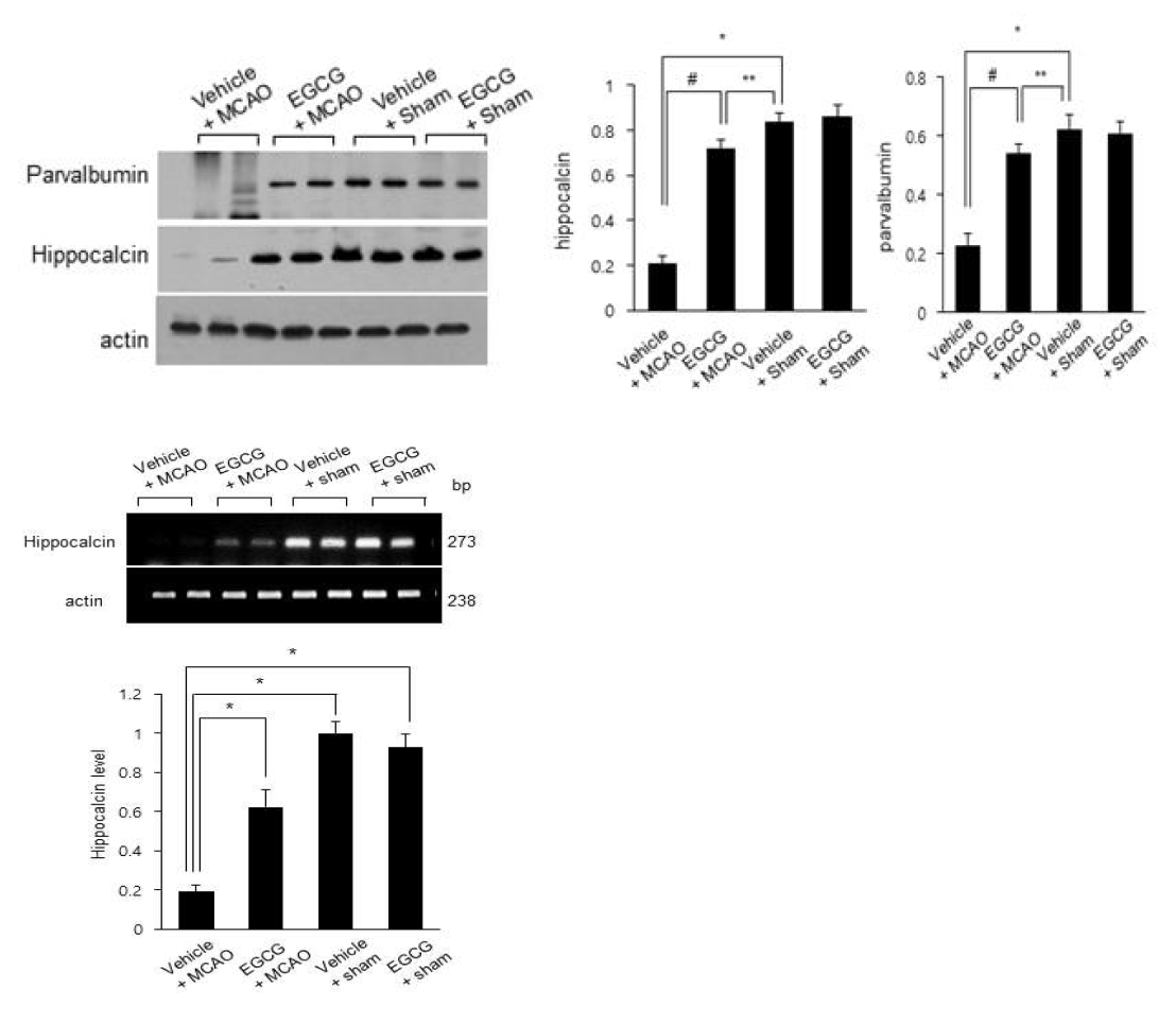 Western blot analysis of parvalbumin and hippocalcinpoly proteins in vehicle + sham, epigallocatechin gallate (EGCG) + sham, vehicle + middle cerebral artery occlusion (MCAO), and EGCG + MCAO animals. EGCG prevents MCAO-induced increases of parvalbumin and hippocalcin expressions. Densitometric analysis is represented as a ratio of parvalbumin and hippocalcin staining intensity to actin intensity. Data (n=4) are shown as mean ± S.E.M. * p < 0.01, ** p < 0.05 vs. vehicle + sham animals, # p < 0.05 vs. vehicle + MCAO animals