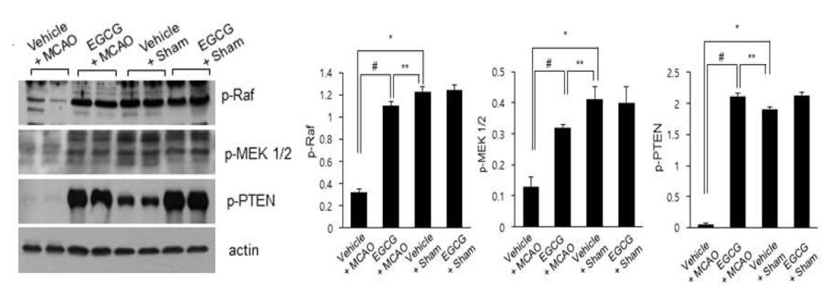 Western blot analysis of p-Raf, p-MEK1/2, p-PTEN proteins in vehicle + sham, epigallocatechin gallate (EGCG) + sham, vehicle + middle cerebral artery occlusion (MCAO), and EGCG + MCAO animals. Densitometric analysis is represented as a ratio of protein staining intensity to actin intensity. Data (n=4) are shown as mean ± S.E.M. * p < 0.01, ** p < 0.05 vs. vehicle + sham animals, # p < 0.05 vs. vehicle + MCAO animals