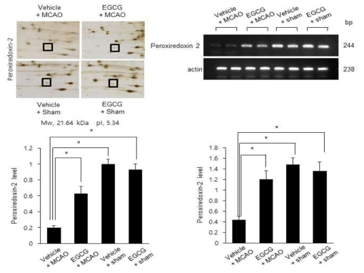 Peroxiredoxin-2 expression in vehicle + sham, epigallocatechin gallate (EGCG) + sham, vehicle + middle cerebral artery occlusion (MCAO), and EGCG + MCAO animals. Densitometric analysis is represented as a ratio of protein staining intensity to actin intensity. Data (n=4) are shown as mean ± S.E.M. * p < 0.01, ** p < 0.05 vs. vehicle + sham animals, # p < 0.05 vs. vehicle + MCAO animals