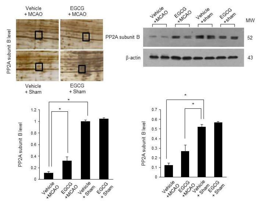 PP2A subunit B expression in vehicle + sham, epigallocatechin gallate (EGCG) + sham, vehicle + middle cerebral artery occlusion (MCAO), and EGCG + MCAO animals. Densitometric analysis is represented as a ratio of protein staining intensity to actin intensity. Data (n=4) are shown as mean ± S.E.M. * p < 0.01, ** p < 0.05 vs. vehicle + sham animals, # p < 0.05 vs. vehicle + MCAO animals