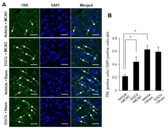 Images of immunofluorescence staining with thioredoxin (TRX, green) and DAPI (nuclei marker, blue) in vehicle + middle cerebral artery occlusion (MCAO), epigallocatechin gallate (EGCG) + MCAO, vehicle + sham, and EGCG + sham animals. Quantified number of TRX-positive cells in the cerebral cortex region. Arrows indicate TRX-positive cells. Data (n=4) are shown as the mean ± S.D.* p < 0.001, two-way ANOVA followed by Scheffe’s test. Scale bars = 100 μm