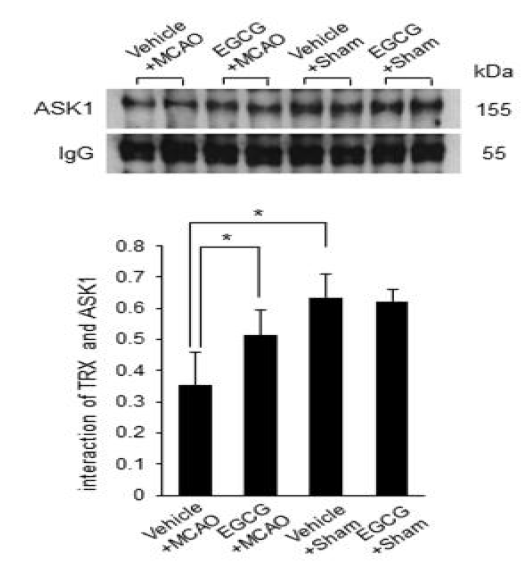 Immunoprecipitation result of thioredoxin (TRX) and apoptosis signal-regulating kinase 1 (ASK1) interaction in vehicle + middle cerebral artery occlusion (MCAO), epigallocatechin gallate (EGCG) + MCAO, vehicle + sham, and EGCG + sham animals. Densitometric results are represented as intensity ratio of identified protein to IgG intensity (b). Data (n=4) are represented as the mean ± S.D. * p < 0.01, two-way ANOVA followed by Scheffe’s test