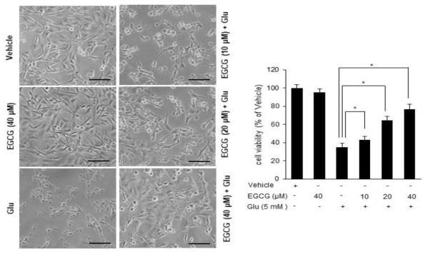 Cell viability in glutamate exposured HT22 cells. Epigallocatechin gallate (EGCG, 10, 20, 40 μM) was applied for 1 h and glutamate (Glu, 5 mM) was subsequently treated. Cell images were obtained by phase-contrast microscopy to confirm the morphological changes. MTT assay was performed to access cell viability. Data (n=5) are shown as the mean ± S.D. *p < 0.01 and **p < 0.001, two-way ANOVA followed by Dunnett’s multiple comparison. Scale bar=100 μm