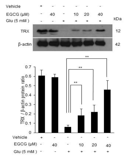 Western blot analysis of thioredoxin (TRX) in HT22 cells. Epigallocatechin gallate (EGCG, 10, 20, 40 μM) was applied for 1 h and glutamate (Glu, 5 mM) was subsequently treated. Densitometric results are expressed as the intensity of thioredoxin to that of β-actin. Data (n=5) are shown as the mean ± S.D. *p < 0.01 and **p < 0.001, two-way ANOVA followed by Dunnett’s multiple comparison. Scale bar=100 μm