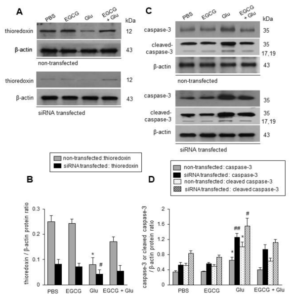 Western blot analysis of thioredoxin (TRX, A, B), caspase-3 and cleaved caspase-3 (C, D) in siRNA transfected cells. Epigallocatechin gallate (EGCG, 10, 20, 40 μM) was applied for 1 h and followed with glutamate (Glu, 5 mM). Densitometric results are expressed as the ratio of TRX or caspase-3 intensity to that of β-actin. Data (n=5) are shown as the mean ± S.D. * p <0.001 in un-transfected group, # p <0.05, ## p <0.001 in transfected group, two-way ANOVA followed by Scheffe’s test