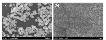 2.5W, 445 nm 처리시 (a) 고배율, (b) 저배율 SEM 사진