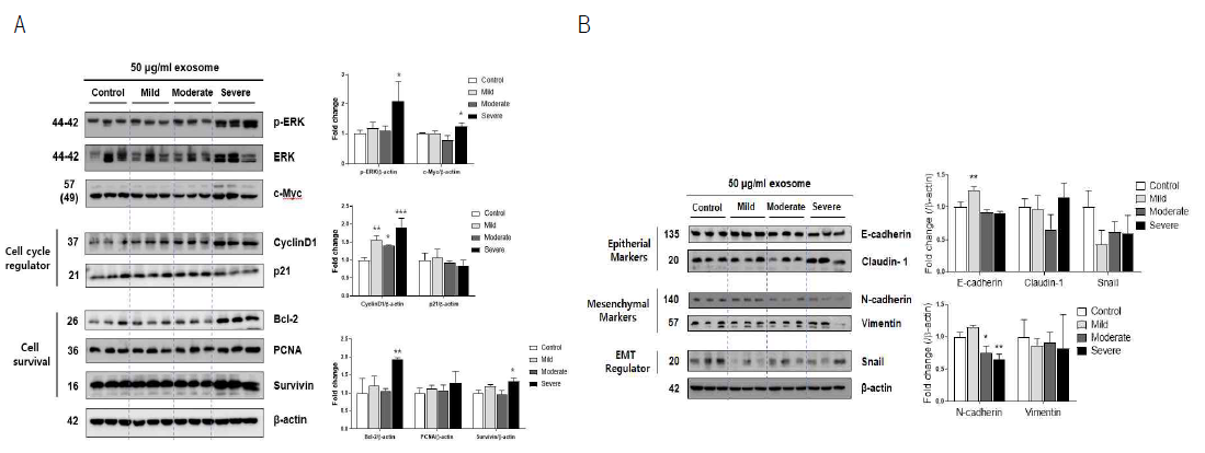 웨스턴 블럿 분석을 통한 폐암세포에 대한 엑소좀 영향 관련 기전 (Data were represented as means ± SD. *p < 0.05 ,**p < 0.01 and ***p < 0.001 vs. Control by one-way ANOVA.)