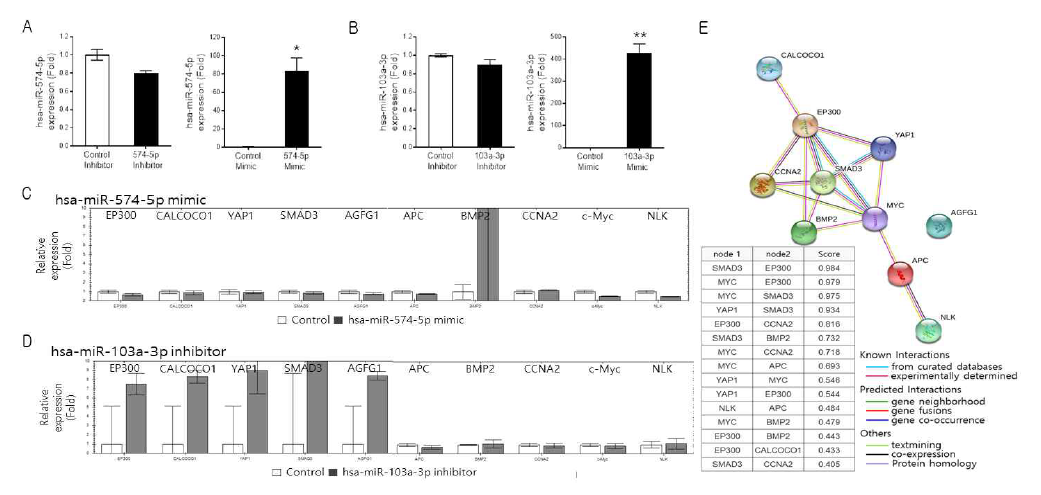 hsa-miR-574-5p와 hsa-miR-103a-3p 의 조절을 통한 관련 유전자의 발현비교