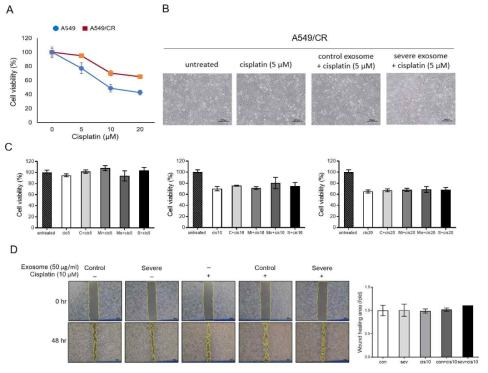 OSA 환자 유래 엑소좀이 시스플라틴 내성 폐암 세포주 (A549/CR)에 미치는 영향 A: A549 와 A549/CR 세포주의 시스플라틴 독성반응, B: A549/CR 세포주 형태, C: OSA 단계별 엑소좀과 시스플라틴 공동 투여 후 A549/CR 세포주의 세포생존율 비교, D: 정상인 엑소좀과 OSA 중증군 (severe) 엑소좀을 각각 시프플라틴과 공동 투여한 A549/CR 세포주의 이동능 분석