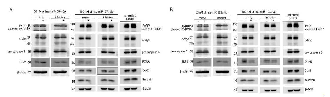 hsa-miR-574-5p 와 has-miR-103a-3p 조절이 A549 세포주 성장과사멸 관련 단백질 발현에 미치는 영향