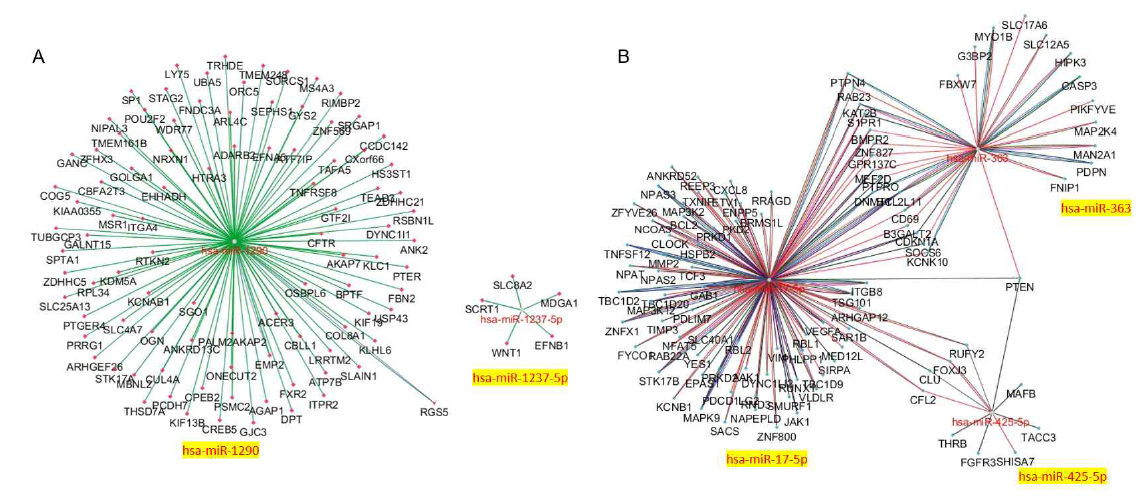 발현 조절된 miRNA 의 관련 유전자 조절 네트워크 A: 상향 조절된 miRNA와 관련 유전자, B: 하향 조절된 miRNA와 관련 유전자