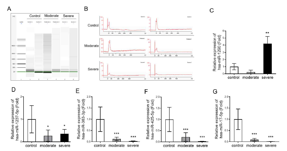 엑소좀 RNA QC 및 엑소좀 miRNA 발현의 확인 (validation) A: RNA migration pattern, B: RNA peak pattern, C ~ G: 엑소좀 miRNA 발현, *p<0.05,**p<0.01 and ***p<0.001 vs control