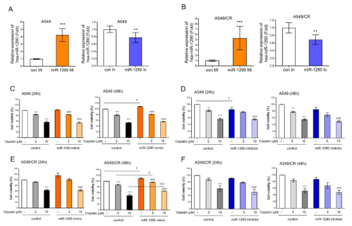 hsa-miR-1290의 과발현(mimic) 및 억제(inhibitor) 조절을 통한 항암제 반응 비교 **p<0.01, ***p<0.001 vs control-miR treatment, †p<0.05,†††p<0.001 vs control of cisplatin treatment