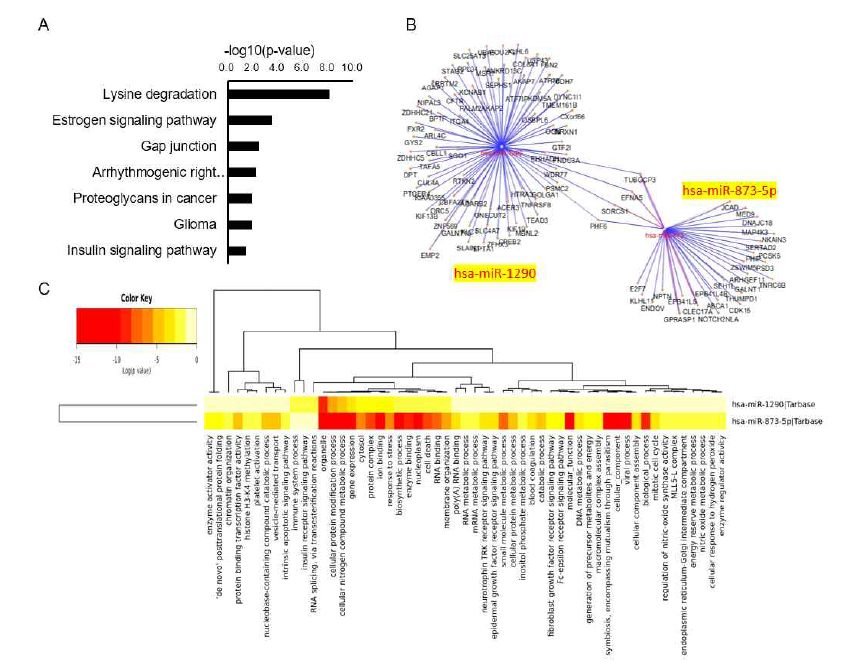 ‘OSA 환자 엑소좀에서 과발현된 hsa-miR-1290’과 ‘OSA 유래 엑소좀에 노출된 A549 세포에서 발현 변화된 hsa-miR-873-5p’가 공동으로 관여하는 패스웨이 및 조절 네트워크