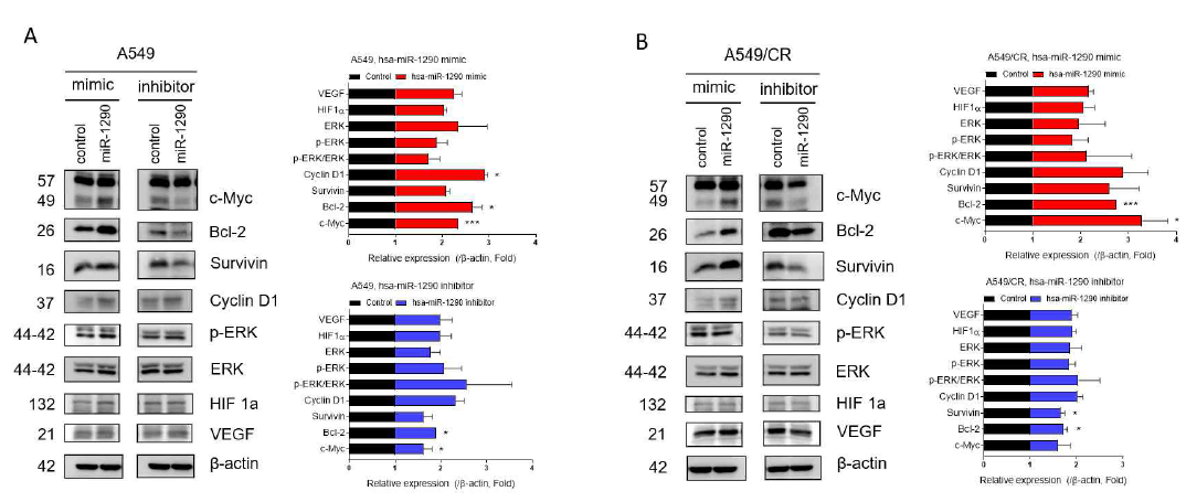 miRNA-1290의 조절이 폐암세포주의 생존 및 성장 관련 단백질의 발현에 미치는 영향