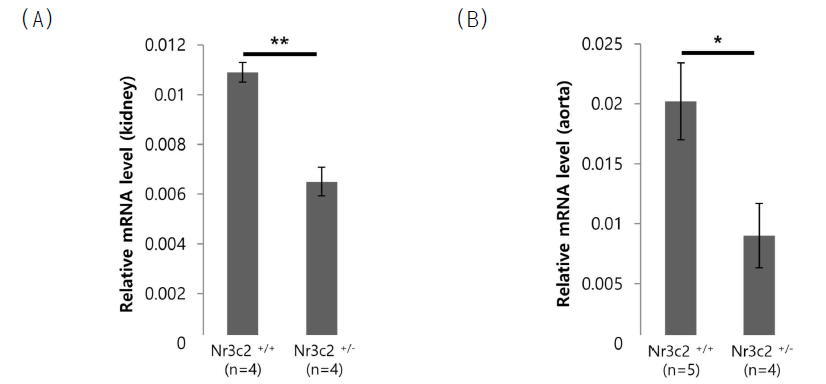 Nr3c2 CRISPR/Cas9 마우스 모델의 (A) 신장 조직과 (B) 대동맥 조직에서의 Nr3c2 mRNA level 비교 결과 (* p<0.05, ** p<0.01)