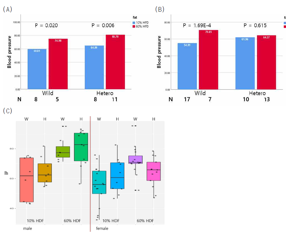 고지방식 여부에 따른 혈압 차이 비교 (A) 수컷 (B) 암컷, (C) 마우스의 혈압 분포