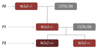 Nr3c2 CRISPR/Cas9 KO 마우스 모델 breeding scheme. Nr3c2 +/+: Wild type, Nr3c2 +/-: Hetero type
