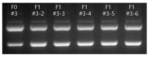 F0, F1 세대 마우스 genotyping 결과