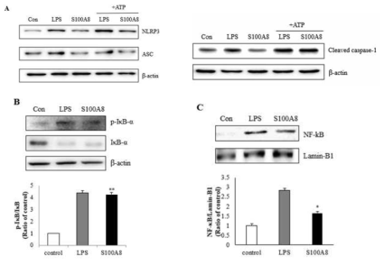 S100A8 activates NLRP3 inflammasome priming in BV-2 cells