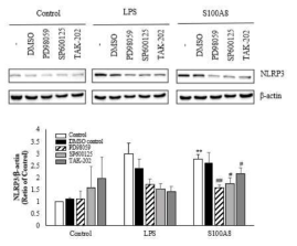 S100A8 induces inflammasome priming by TLR4 receptors associated with ERK and JNK pathway in BV-2 cells