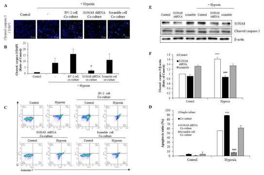 The expression of S100A8 in microglial cell induces apoptosis of neuronal cells in hypoxic condition