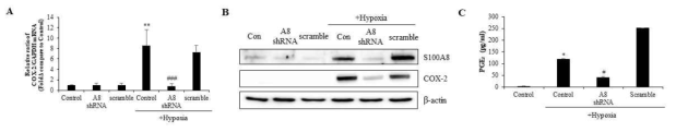 The expression of S100A8 in microglial cell induces COX-2/PGE2 pathway