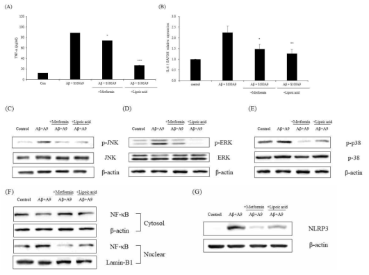 Metformin or α-Lipoic acid attenuate inflammatory response and NLRP3 inflammasome in BV-2 microglial cells