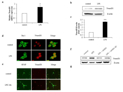 LPS increases the expression of NeuroD1 in microglia and astrocyte