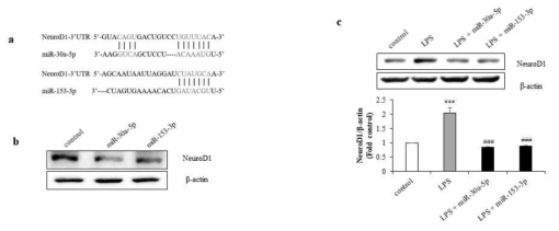 MiR-30a-5p and mir-153-3p are a direct target of NeuroD1