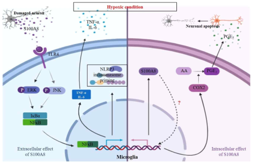 The role of S100A8 on microglia activation and neuronal apoptosis induced by hypoxic condition