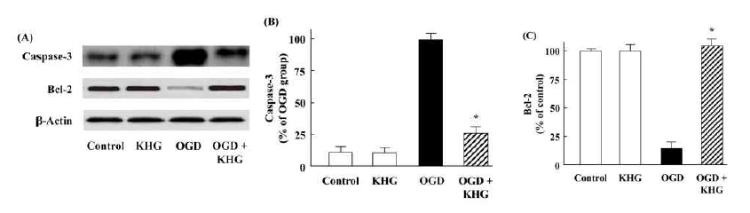 Effects of oxygen-glucose deprivation-reoxygenation (OGD-R) and KHG26702 on levels of caspase-3 and Bcl-2 apoptosis-related protein in SH-SY5Y cells
